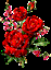 reza